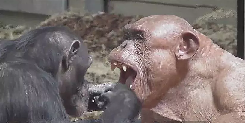 公猩猩患病全身脱毛，母猩猩看到后，接下来一个举动令人心碎！