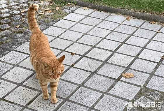 在猫咪心里，至少有五种情况能让它们离家出走，只有一个是因为爱