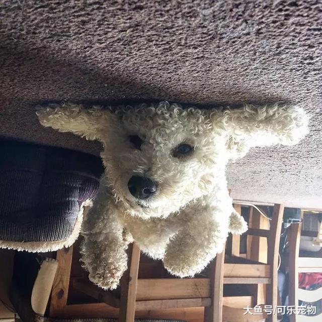 网上最新潮的拍狗方式，狗狗全都变成了气球，飘到了“天花板”上