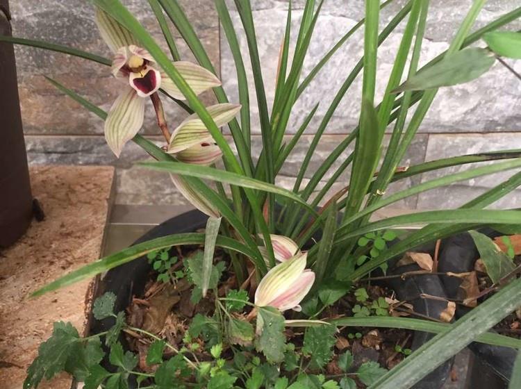 兰花最爱喝“它”了，15天浇1次，长势会更旺！