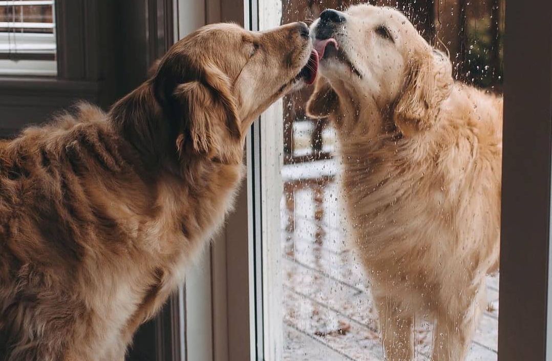 金毛狗狗能看家吗？