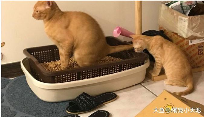 兽医传来橘猫照, 一坨地毯趴地上生无可恋: 什么都没了