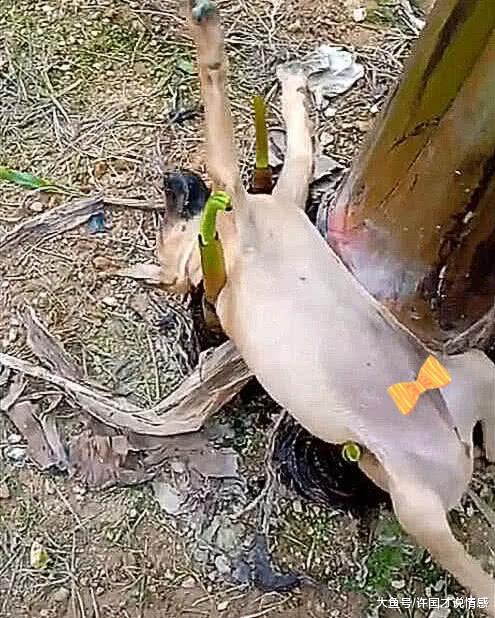 带狗狗出门突然不见，在园内四处寻找，芭蕉树下的身影笑喷众人