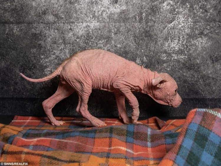 可怜！被遗弃的小狗遭受严重皮肤病，已经完全秃头