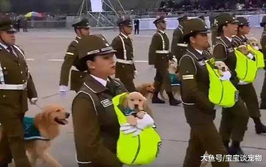一只警犬在大阅兵时嬉皮笑脸，网友直呼：扣它零花钱
