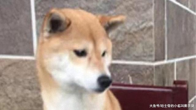 當柴犬遇到了秋田，瞬間就變成了一個乖寶寶，這也太慫了啊