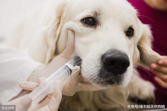 养狗的有福了：这5个方法可延长狗狗寿命，很狗狗已受益