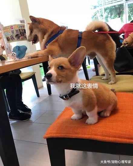 一听到要拍照柴犬就凑了过来，而一旁的柯基却不高兴了：嘚瑟啥？