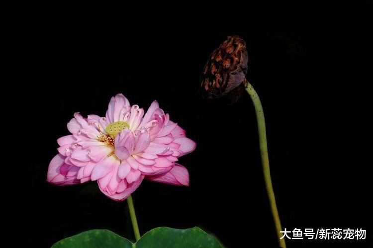 喜鹊登门报喜！未来5天，3个生肖，财路大开，运势上吉！