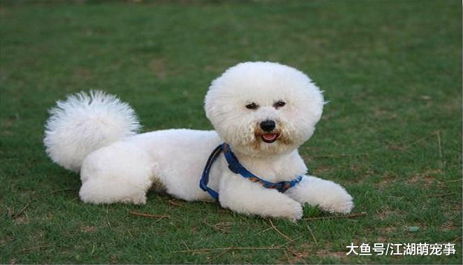 适合家养的5种小型犬，养他们省心又省力