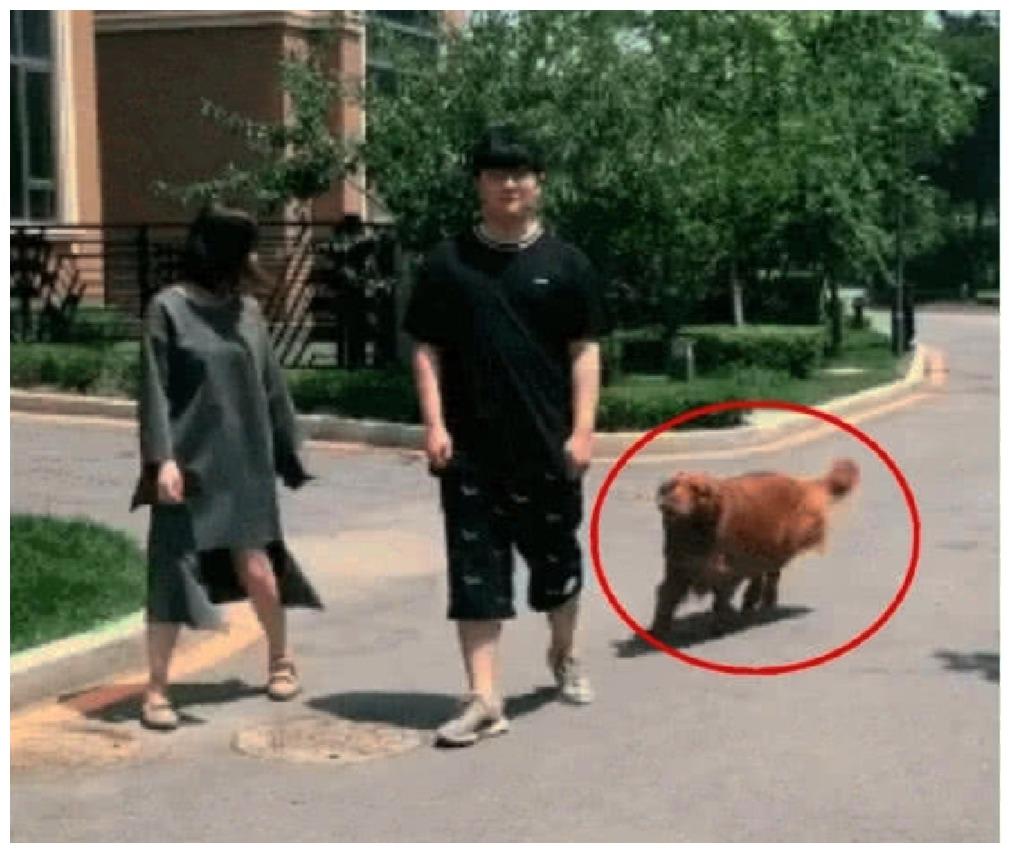 主人求学回家, 在狗狗面前伪装成陌生人, 狗狗: 来了, 老弟