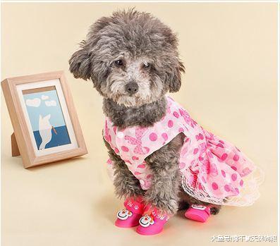 主人爱不爱自家泰迪犬，就看他有没有做好这5件事！