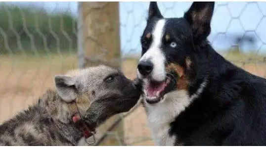 老虎欺负牧羊犬，这时来了两只鬣狗，结果让人笑喷！