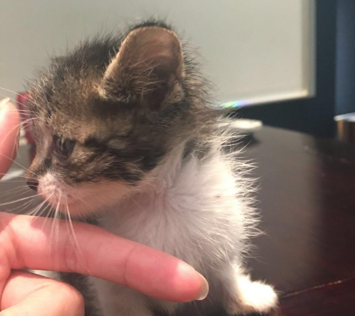 5招，教你晋升为猫界人气王，成功得到猫主子的宠幸！