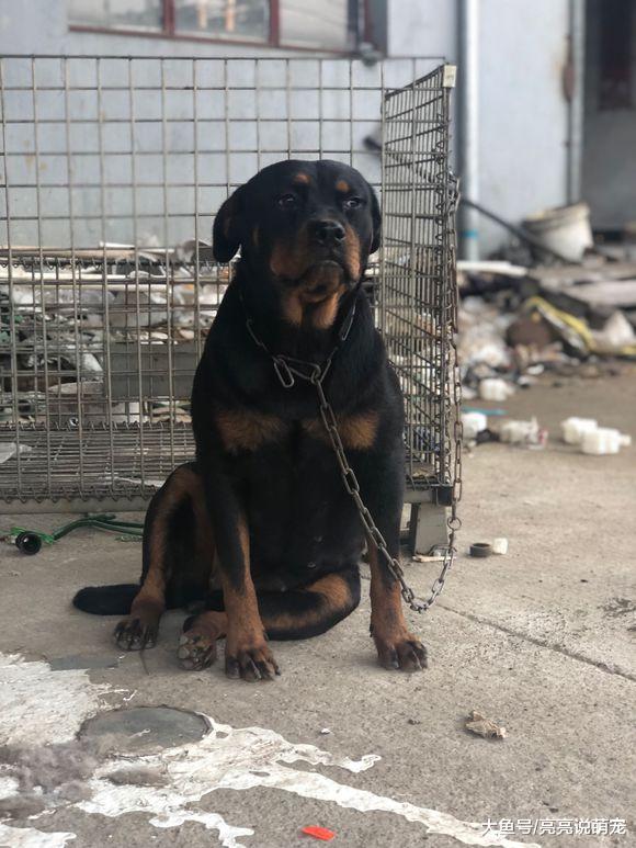 罗威纳不在家看门，结果被主人拴起来了，它还挺不高兴