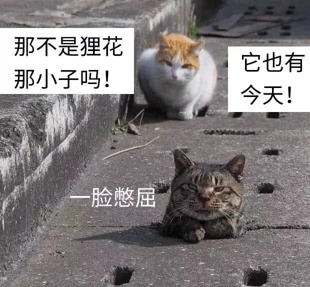 当初兴高采烈领养狸花猫的他们，后悔了：家里橘猫越来越瘦了