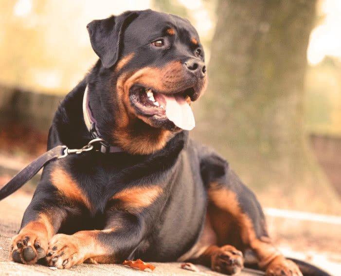 大、中、小型犬對狗糧有哪些不同需求，如何為狗狗選擇合適狗糧