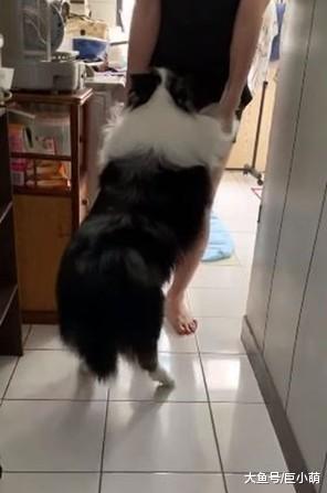 喜乐蒂听到洗澡就脚软，被主人拖去洗澡的时候，两脚拖地不断大喊