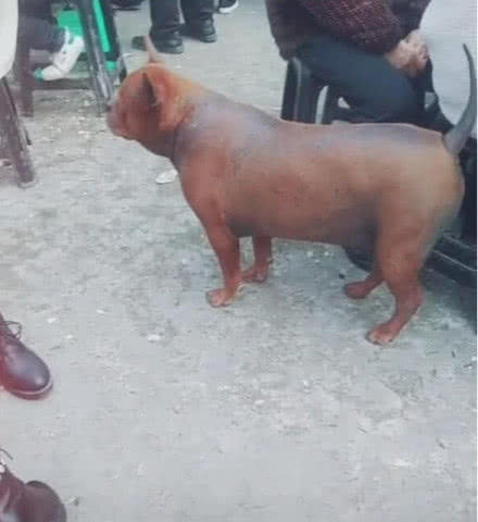 路边遇到一只“脆皮狗”，外焦里嫩，狗狗动起来让人无法淡定