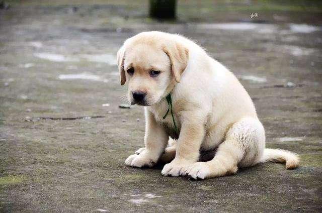 养狗却不知道怎样挤肛门腺？送你几个诀窍，简单实用！