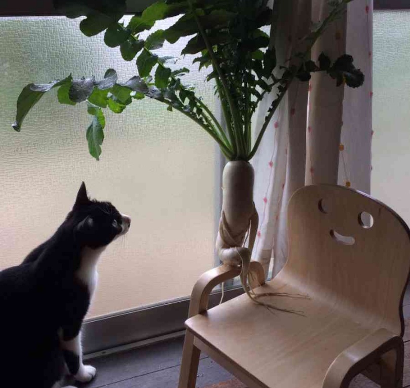 “萝卜你怕啥？本喵只吃萝卜炖牛肉！”11张猫咪趣图让你笑不停