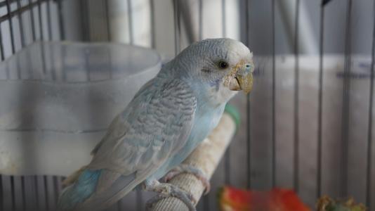 夏天鹦鹉身上长虫怎么办？简单驱虫在家自己也能做，新手不得不看