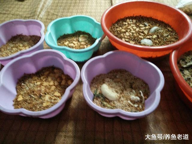 迷你鹦鹉鱼即将进入繁殖期，开始疯狂投喂模式，拒绝鱼饲料