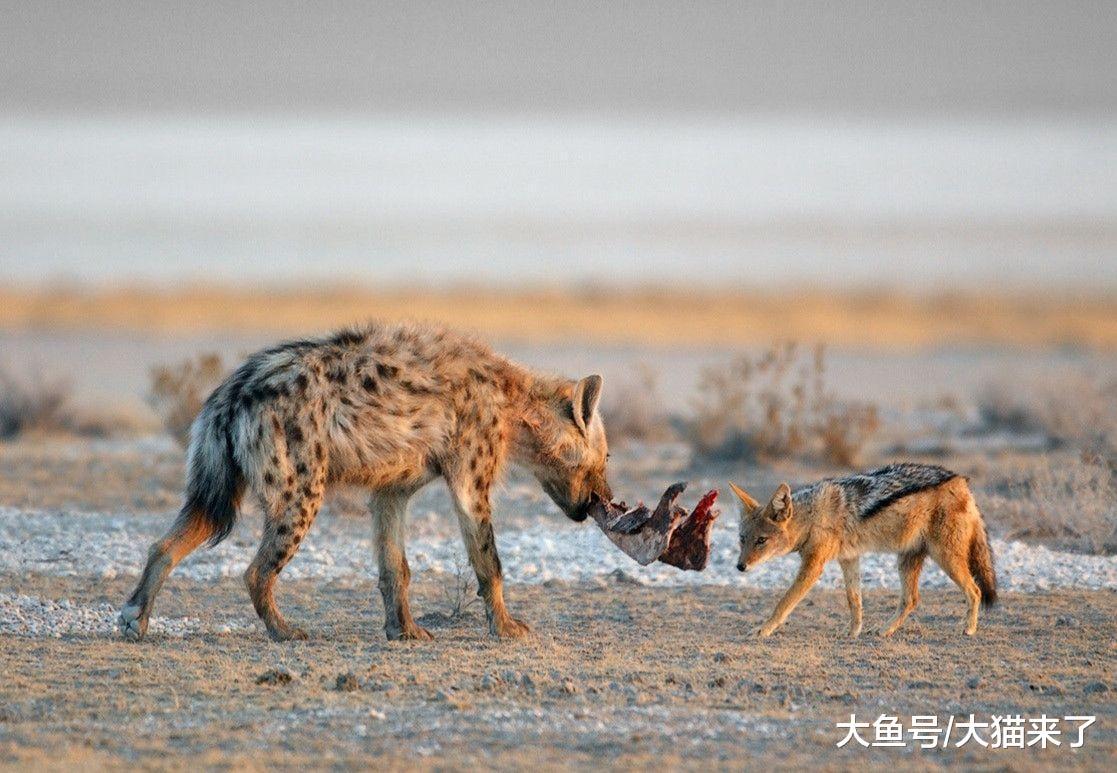 同是猫科动物, 为何胡狼宁愿跟在狮子猎豹身后, 也不愿跟着花豹?