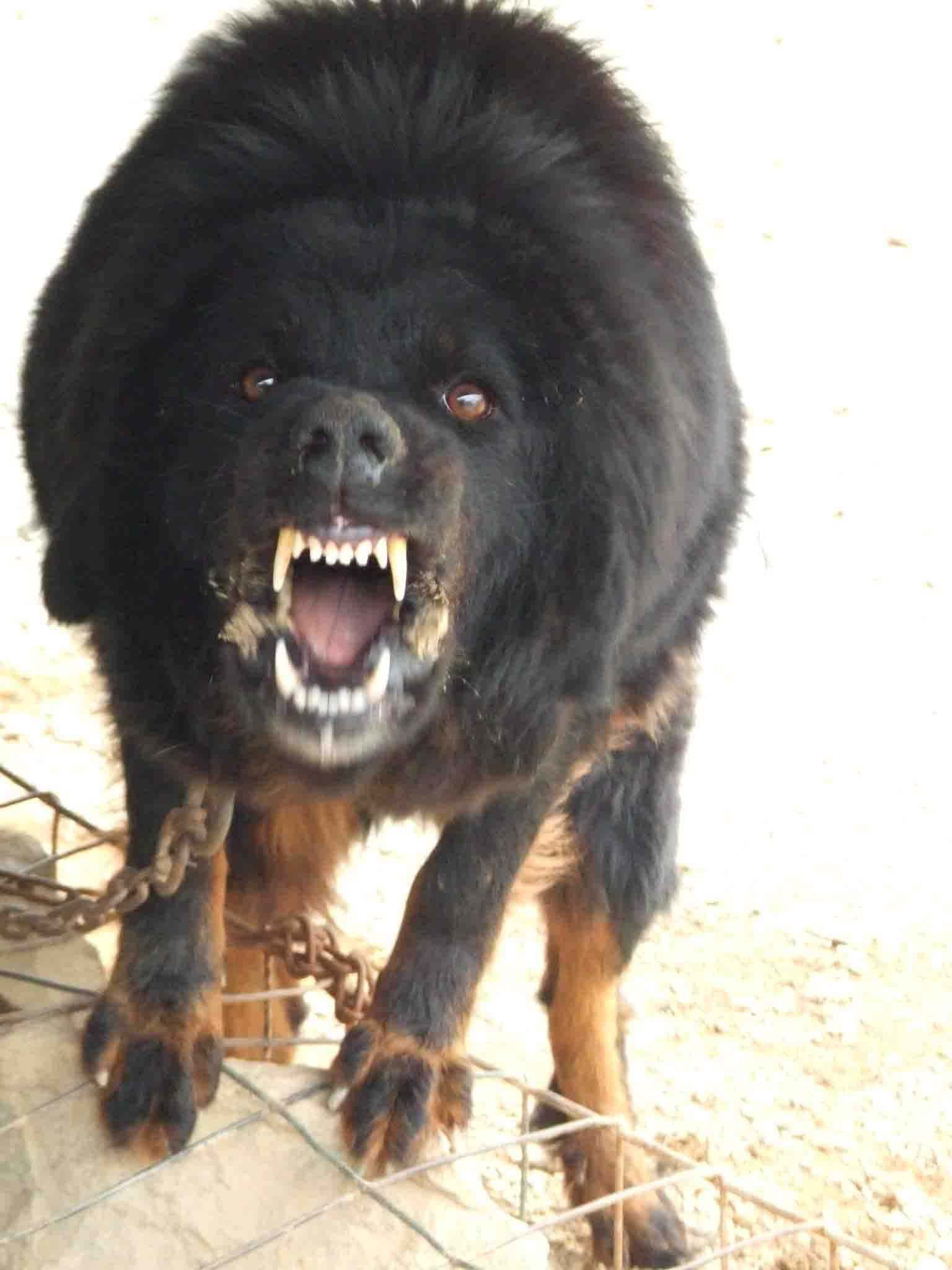 原生的藏獒是一种什么样的存在？带你了解真相！