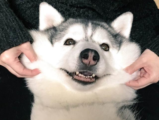 饲养幼犬的“5大忌”，特别是新手，学会了能让你少走很多弯路