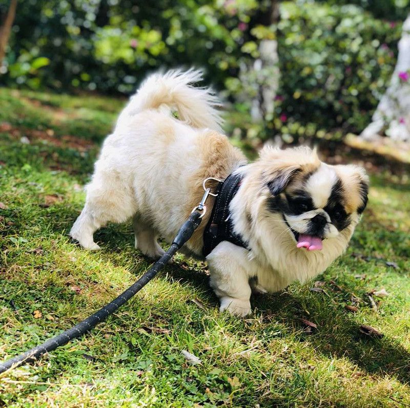 孤独时的玩伴，小妞妞陪我度过了空荡荡的时光