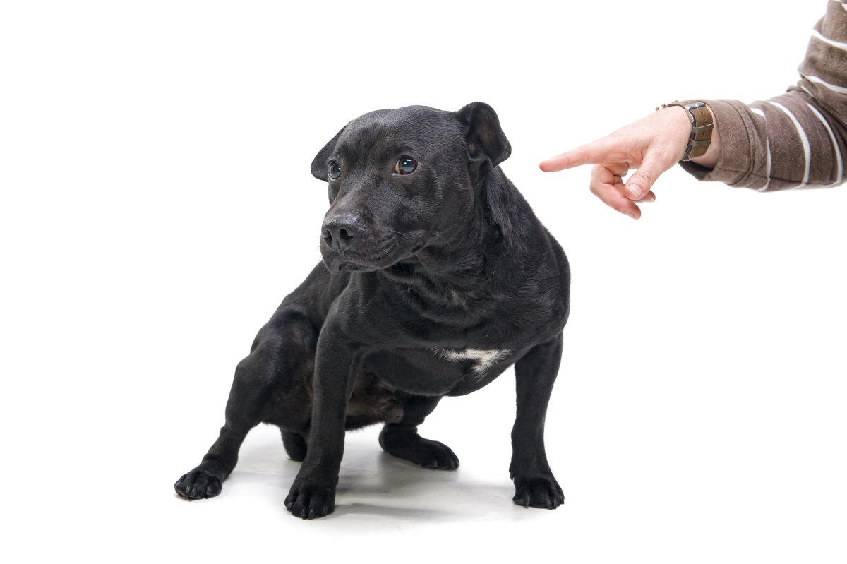 狗狗犯错怎么办? 别只知道打它骂它, 这几种方式比打骂更有效