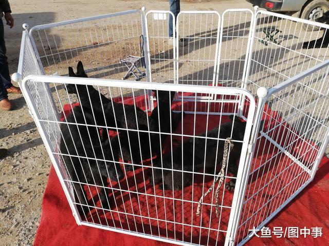 饲养场在狗市出售冷门的黑狼犬, 买主看中后挑选一只带走!