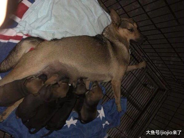 母爱不分物种！流浪狗母狗遭车祸断腿，忍痛坚持喂养9只幼犬