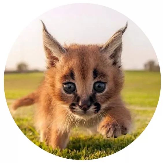 明明是我猫生的崽！怎么长得像隔壁老王的娃？