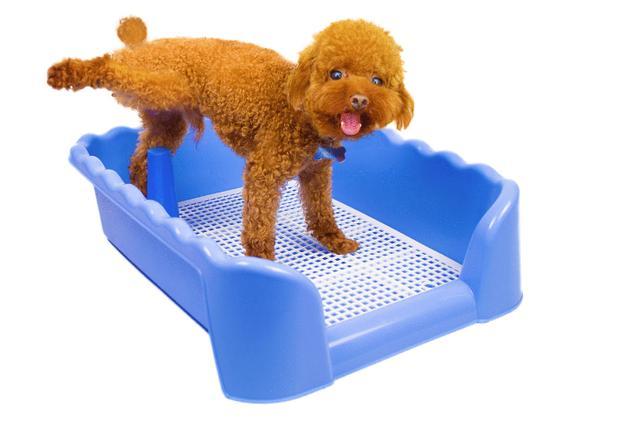 如何训练泰迪定点大小便？