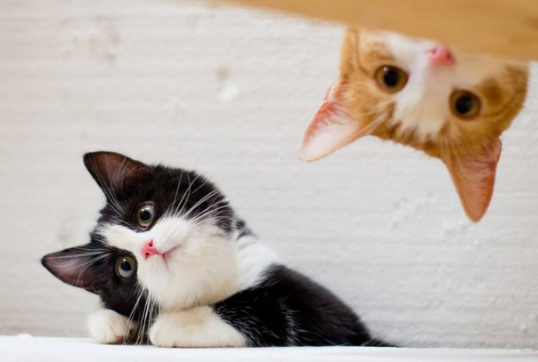 你买过星期猫么？你知道什么是星期猫吗？不知道的话我带你去了解下吧！