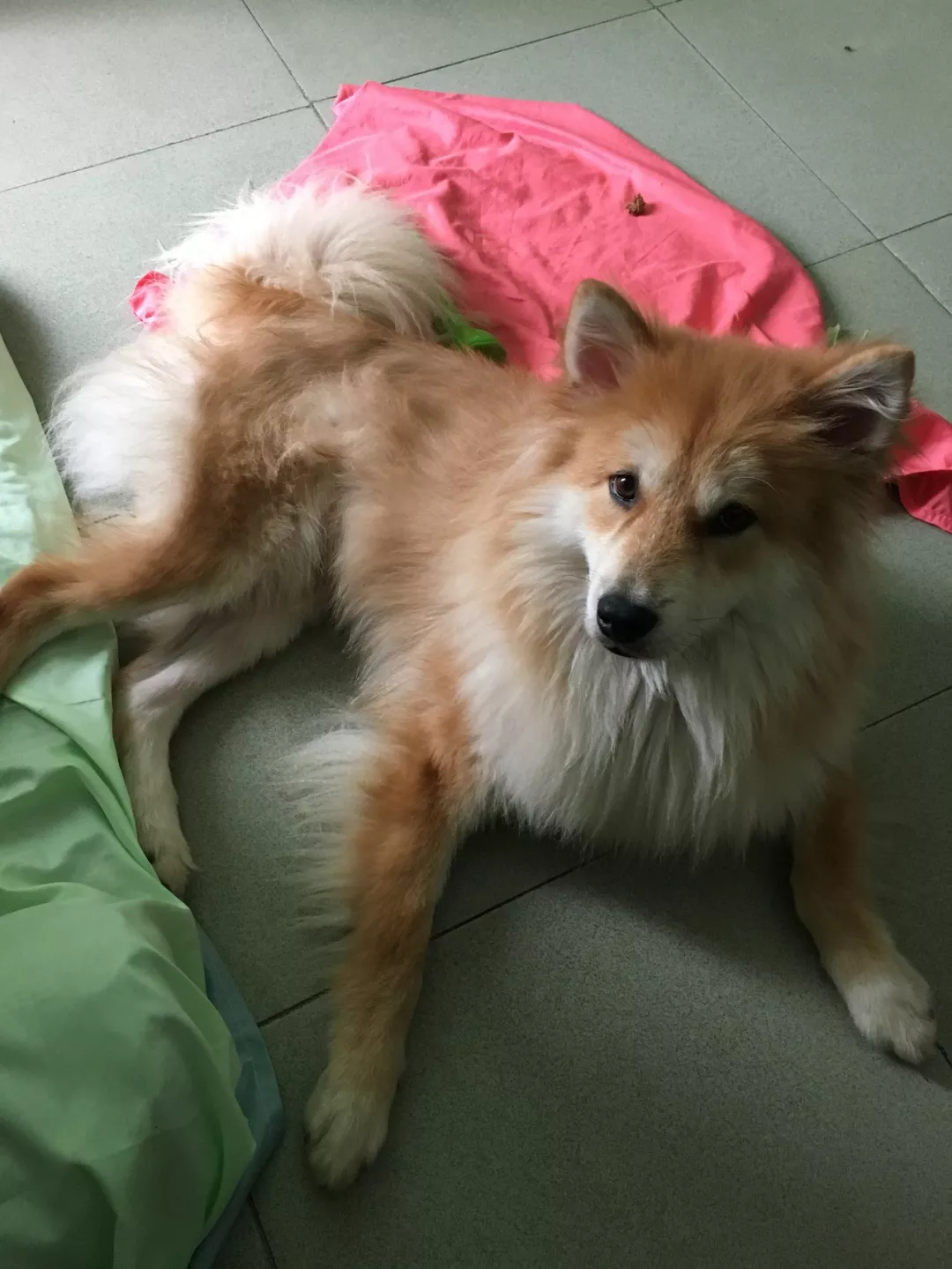 重金寻狗 广州市白云区新市镇棠涌新塘一巷丢失狗狗一只