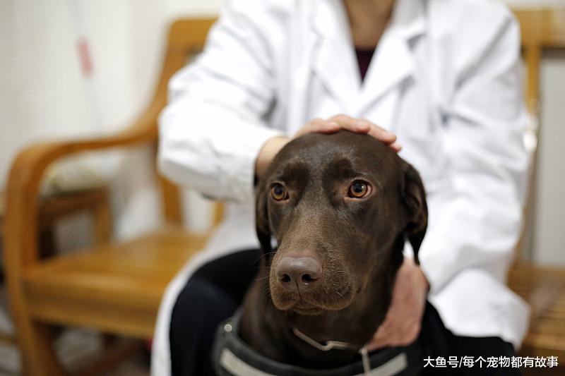 总觉得自己养的狗，不如别人家的那么聪明懂事，大家觉得呢