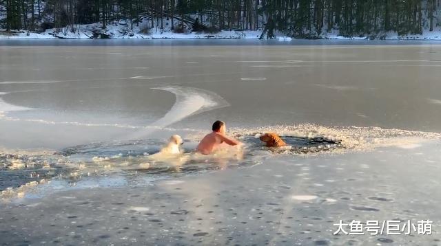 男子发现两狗坠入冰湖，为拯救遇难狗狗，一人一金毛无畏跳湖救命