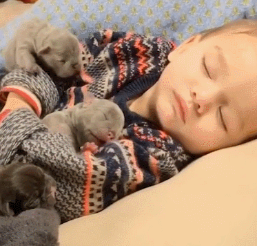 狗宝宝错把小主人当妈妈，趴在小主人怀抱里，这画面心都萌化了