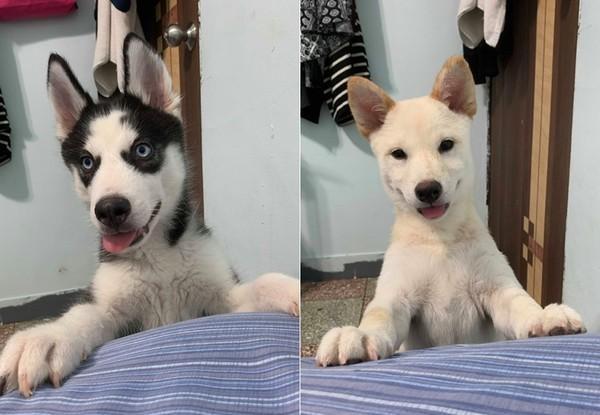 狗狗把衣服咬成3倍长还不掉，主人淡定隔岸观火，网友却在求品牌