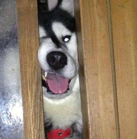 狗狗为什么总是跟着人去厕所，这5个原因，或许令你感动！