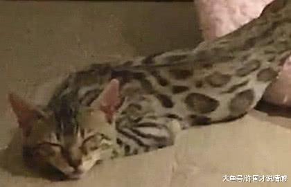 猫咪被蟒蛇吞的只剩了个头，主人一激灵走前一看：水蛇腰？