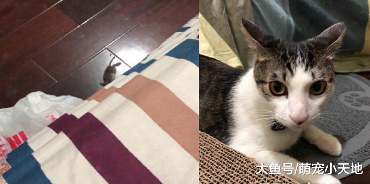一早起床收到猫咪送的惊喜礼物, 主人坐床哭20分钟不敢动