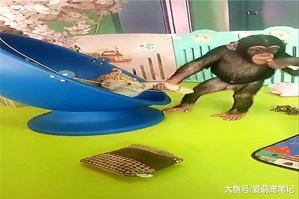 小狮子不想跟猩猩玩耍，却遭到它无情地拖拽，不发威真当我是猫啊