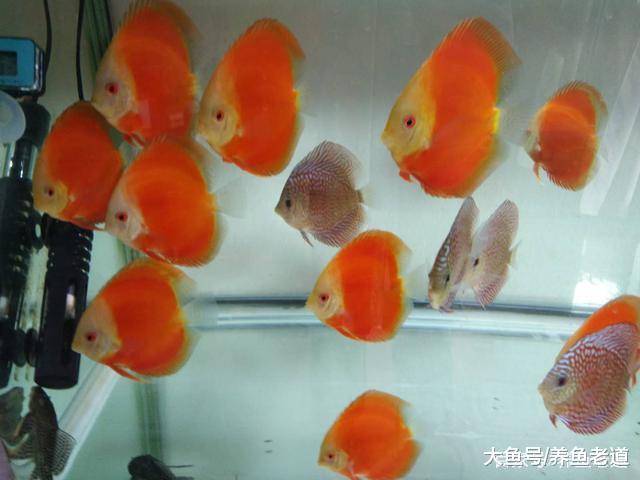 鱼缸底部总会残存有脏东西, 过滤泵也吸不走该怎么办?