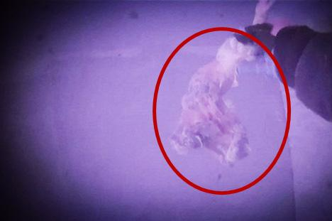 加拿大一农场活禽遭虐待，美动保人士听了想打人……