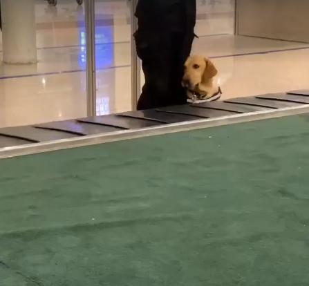 新手警犬刚上班太紧张，不停向训导员撒娇，而旁边老狗呼呼大睡