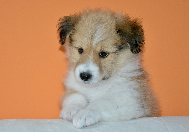 买狗没经验害怕吃亏，健康的狗怎么区分，学习下买只好狗狗